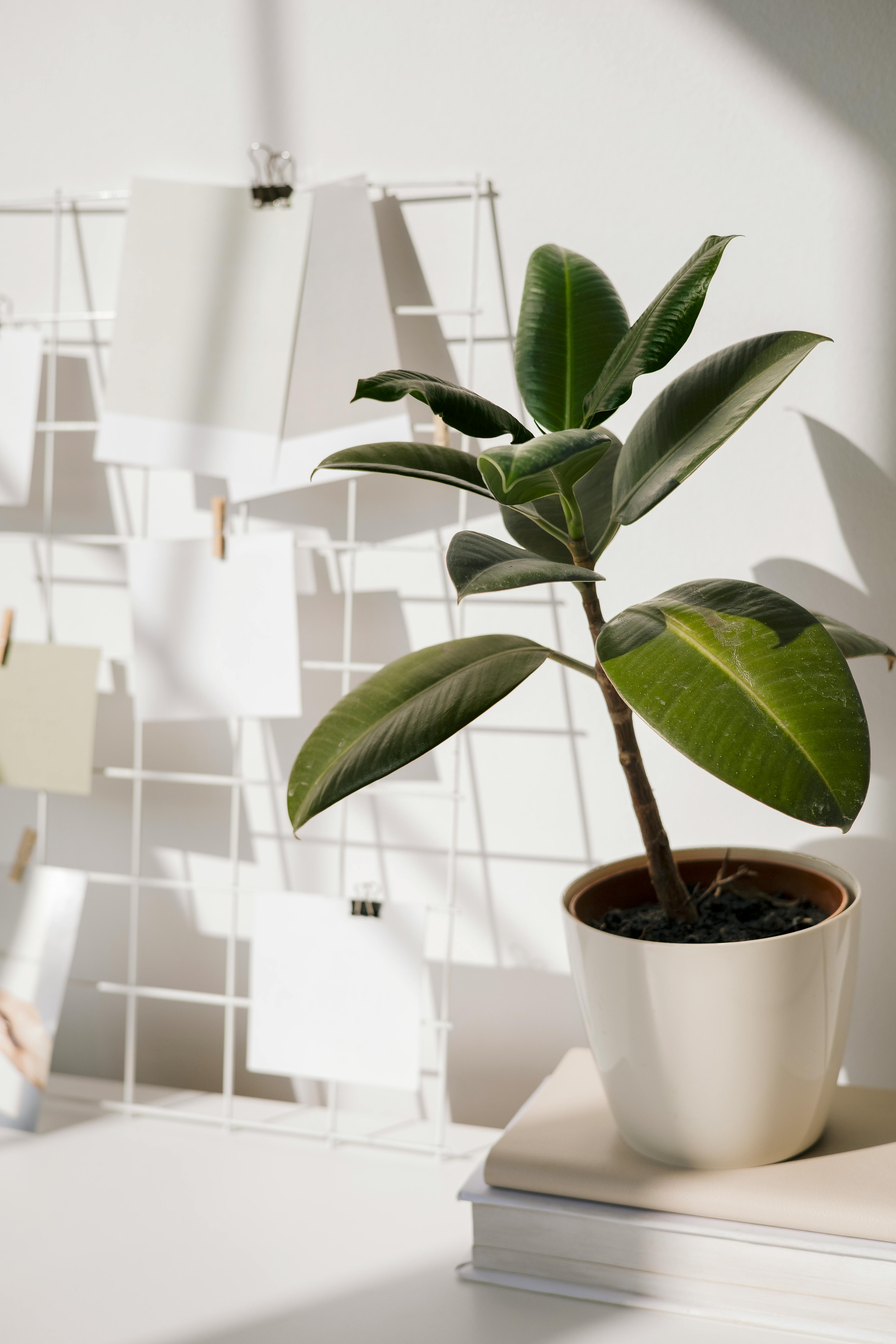 House Plants | Castle Pines Florist | Studio Privé